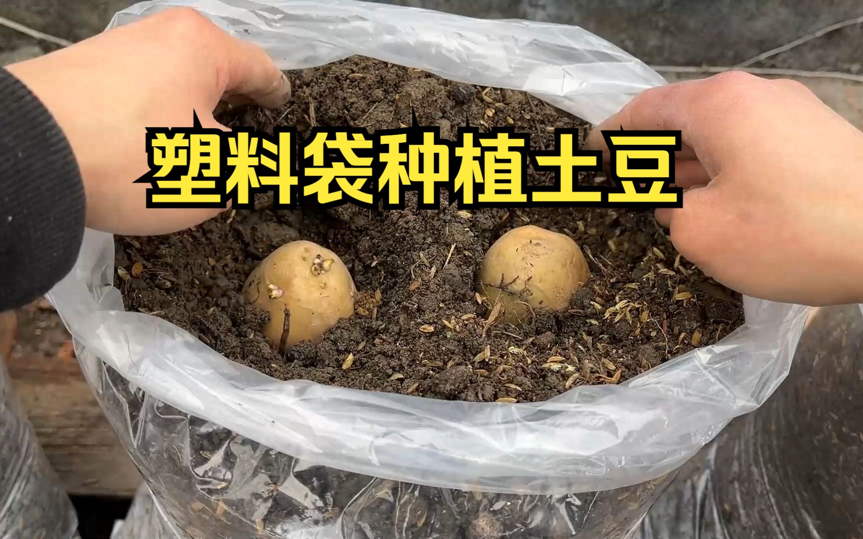 如何用塑料袋种植土豆?哔哩哔哩bilibili