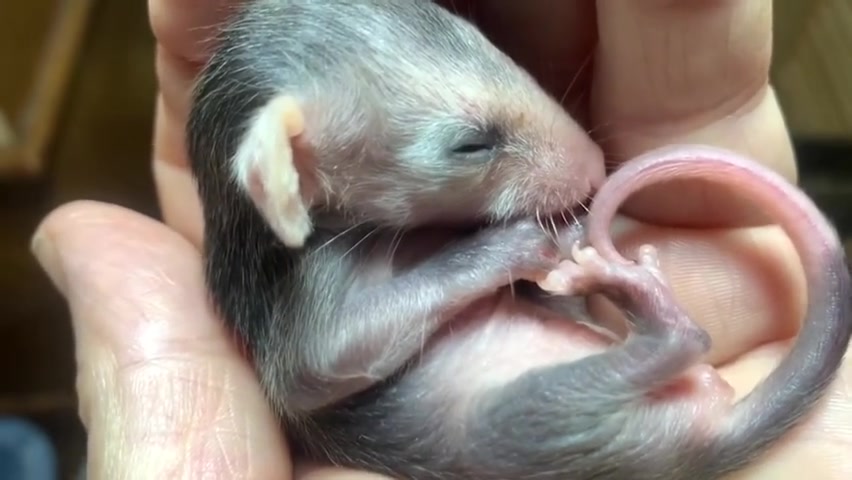 两只刚出生不久的小负鼠,丑丑的样子有点萌