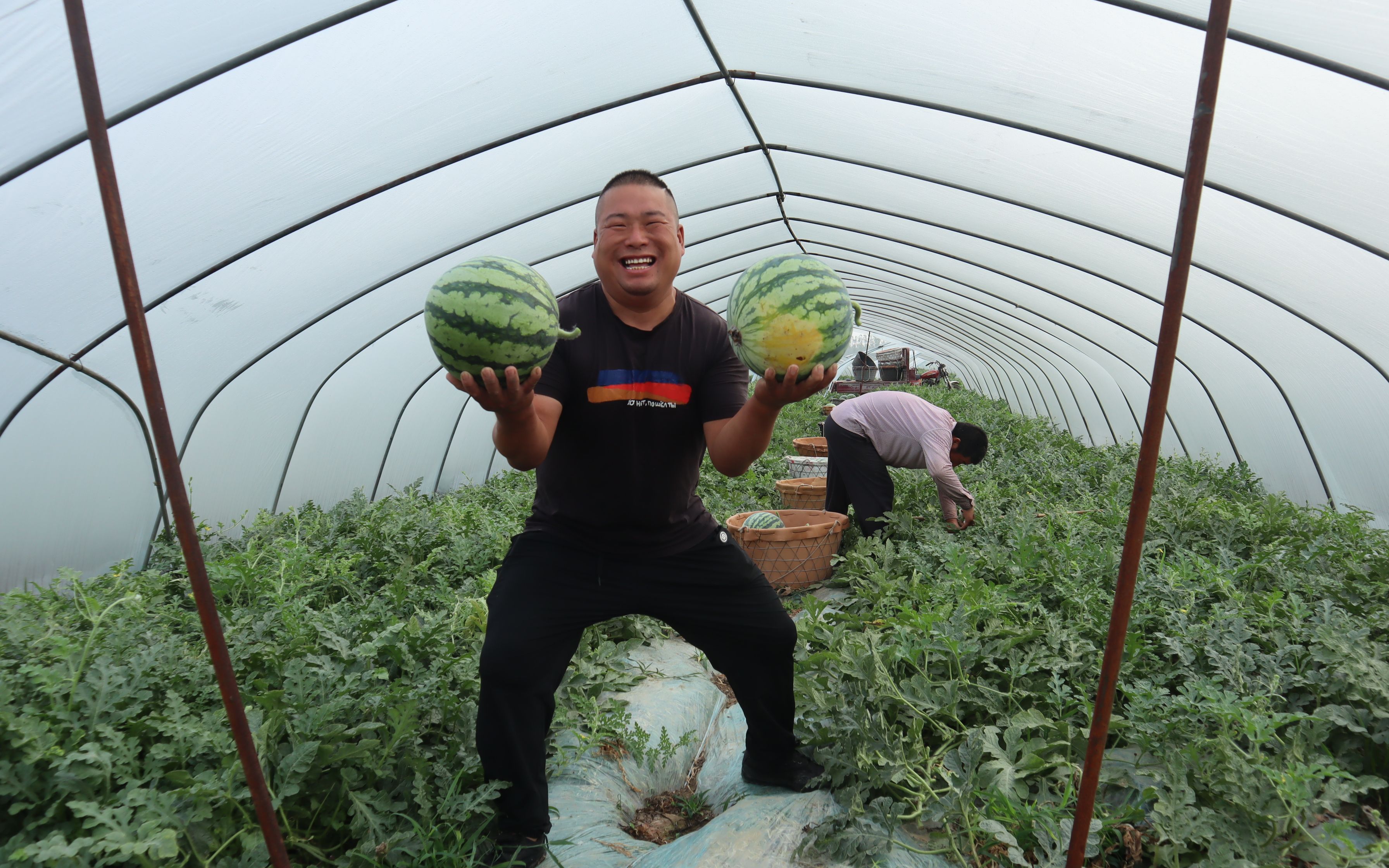 胖哥这次学聪明了,到瓜地里专挑小的摘,足足摘了四大筐西瓜