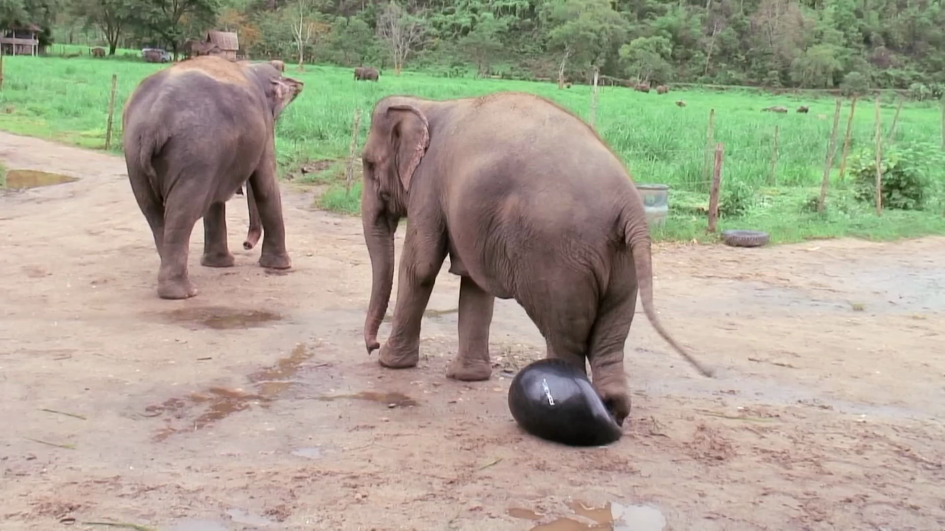 大象最爱的玩具球