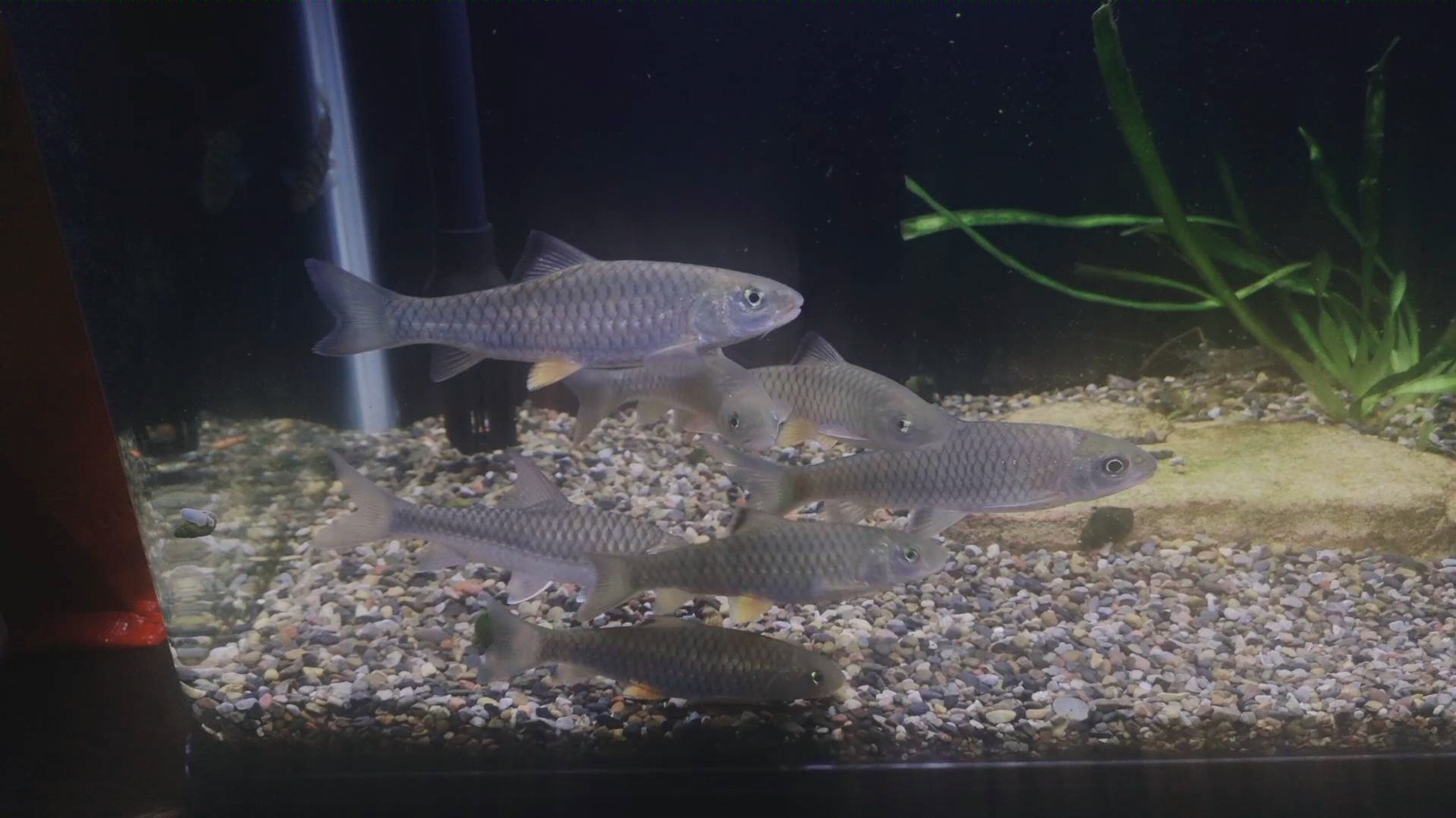 红吉罗 凤仙子入缸