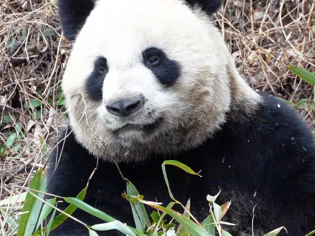 盼盼家大熊猫秦华吃窝窝头,像不像月底的你