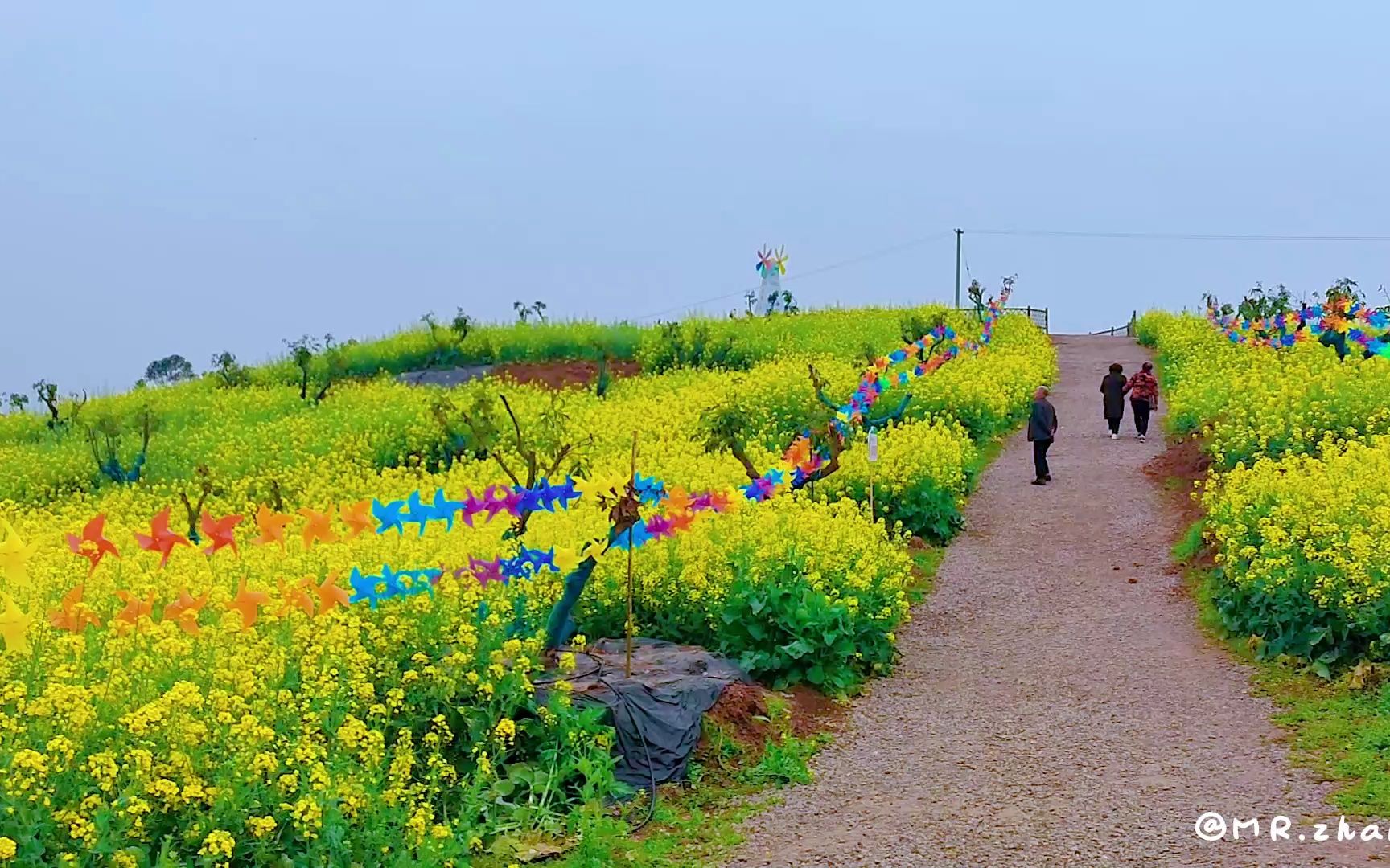 打卡泸州尧坝油菜花基地哔哩哔哩bilibili