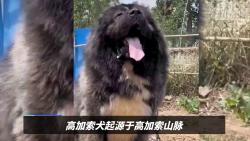 高大威猛的高加索犬,适合家庭饲养吗?价格曝光哔哩哔哩bilibili