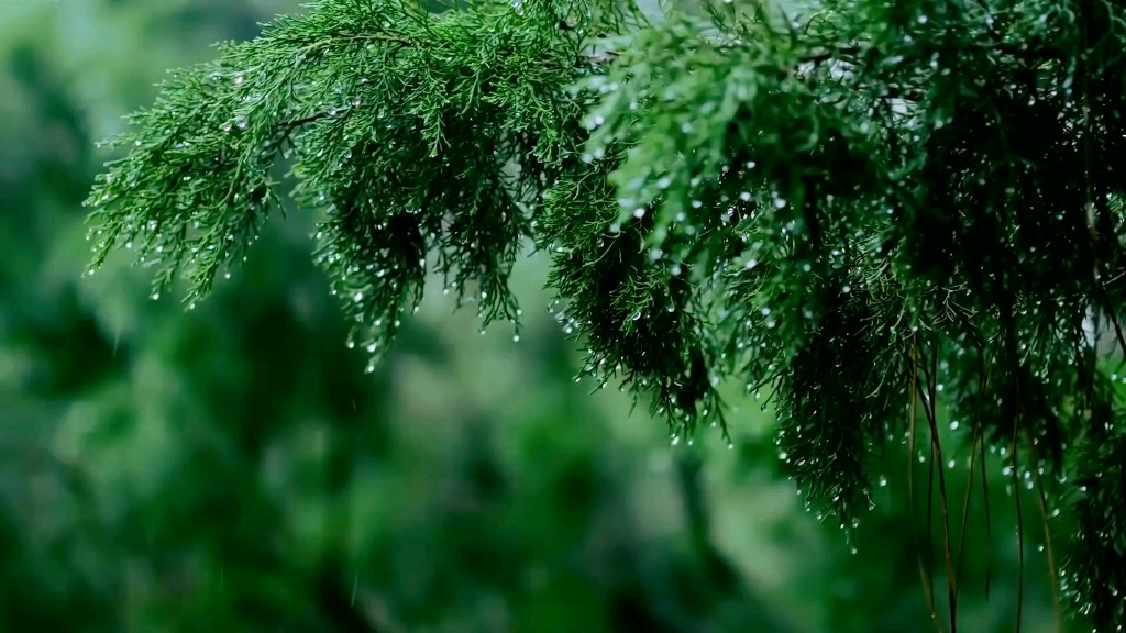 睡前听一会,让心静下来,催眠效果好,坚持听促进多巴胺分泌