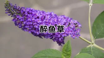 Tải video: 花草竟能捕鱼？这种让鱼沉醉的醉鱼草你见过吗？