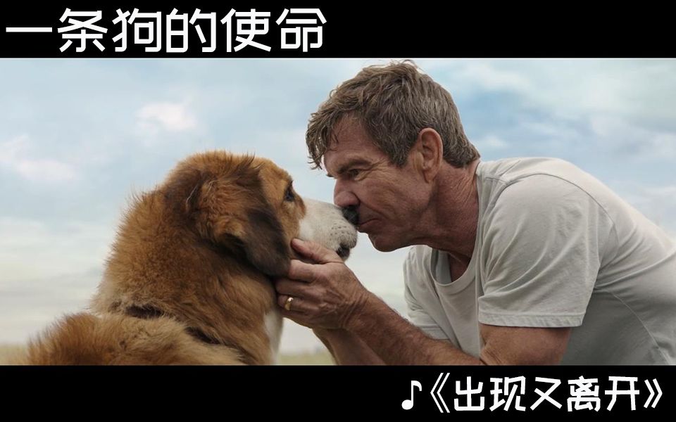 【宠物电影】《一条狗的使命》--非常值得看的一部宠物电影,听着音乐