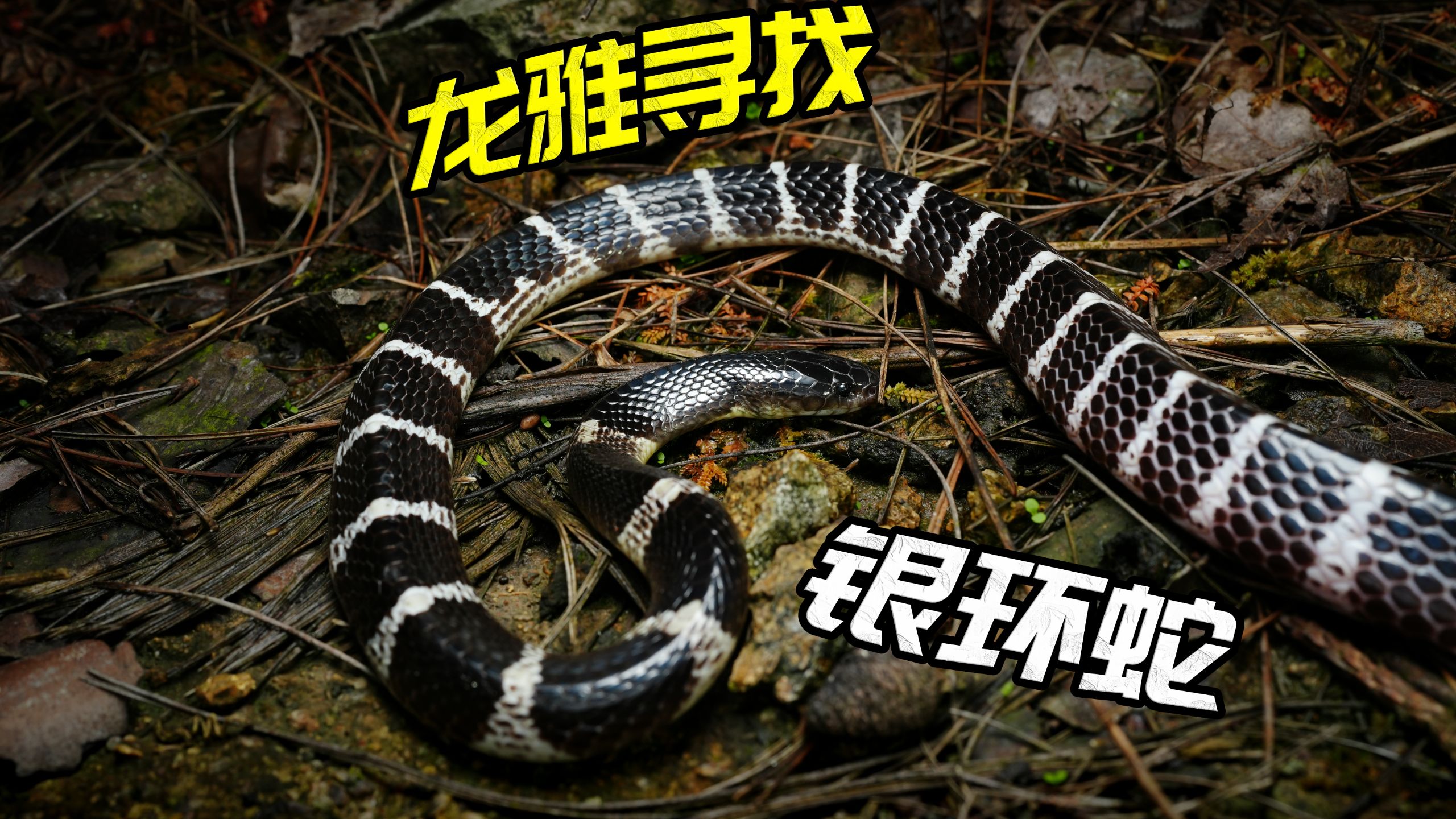 龙雅现场讲解中国毒性第3的银环蛇！全程惊险刺激！