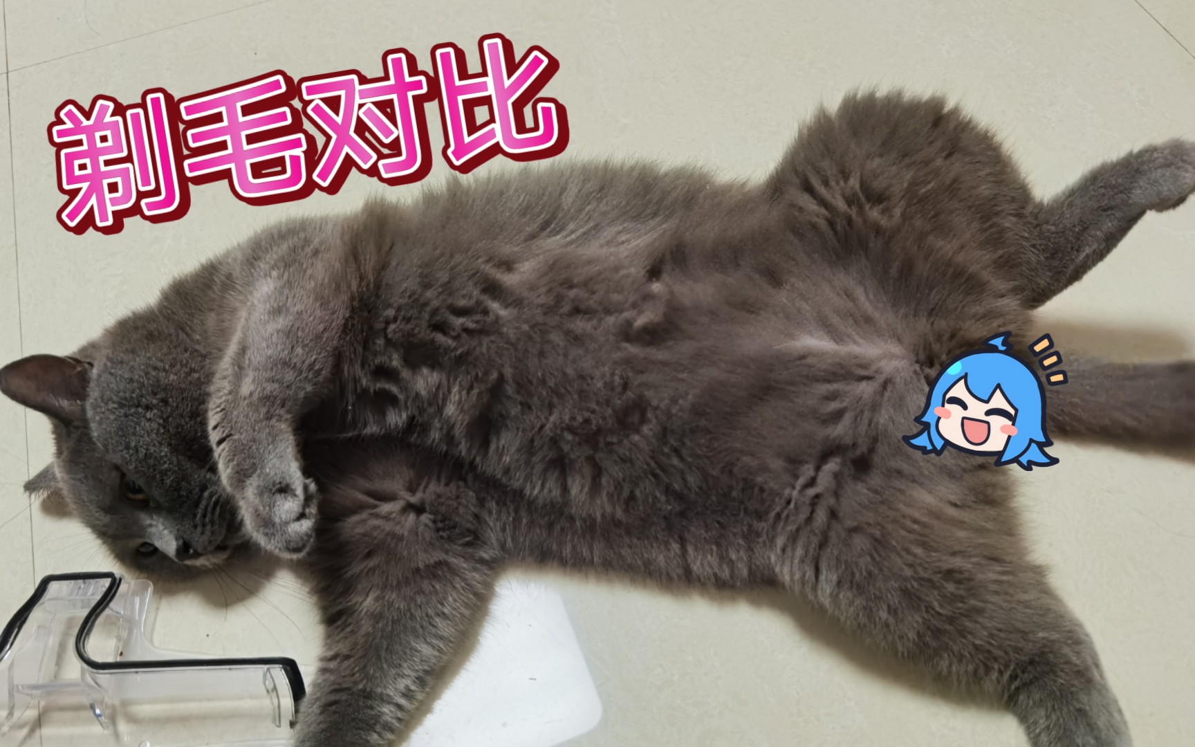 给英短剃毛恢复颜值需要多久?