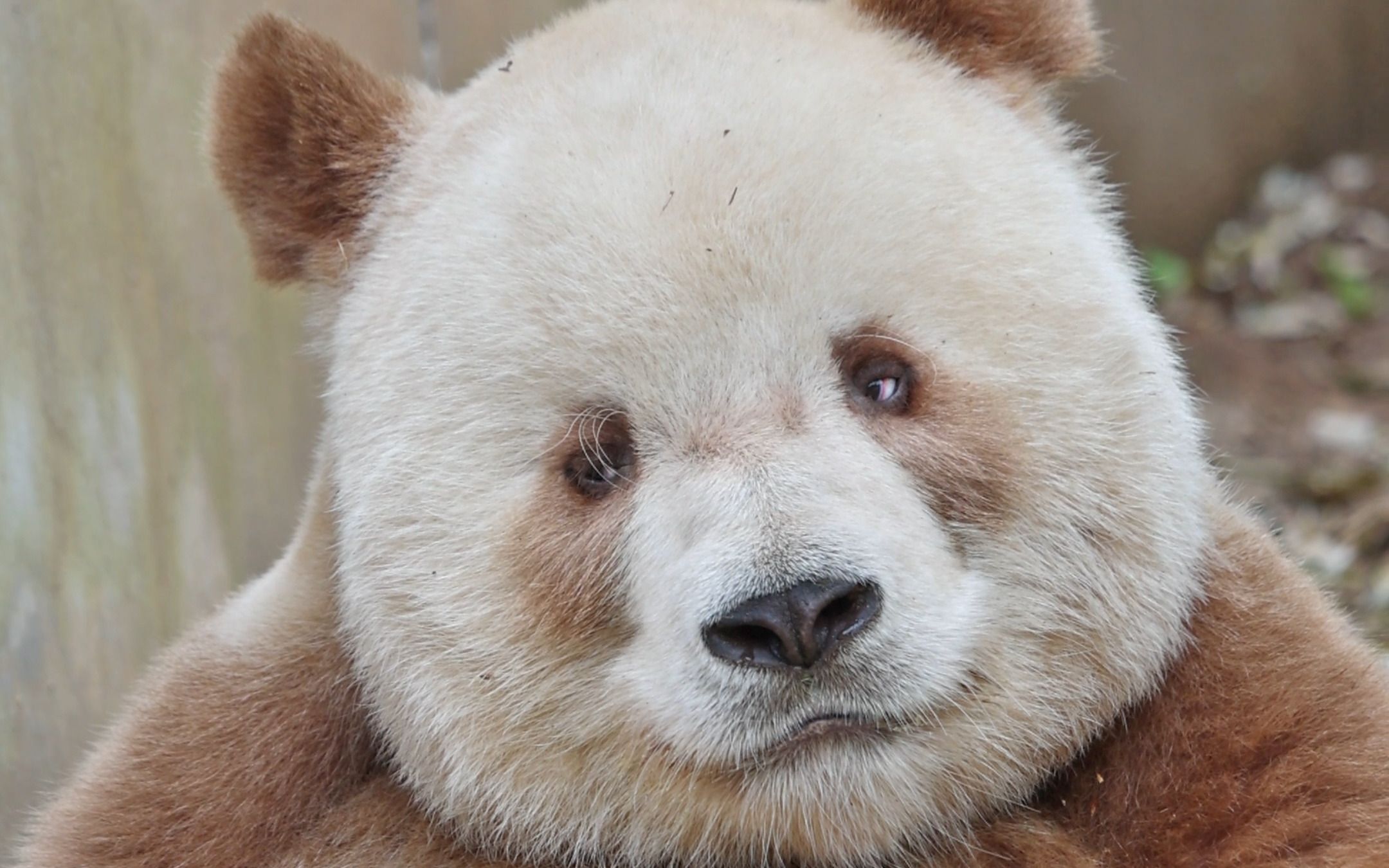 七仔:这飘逸的小眼神,让人怎能不爱