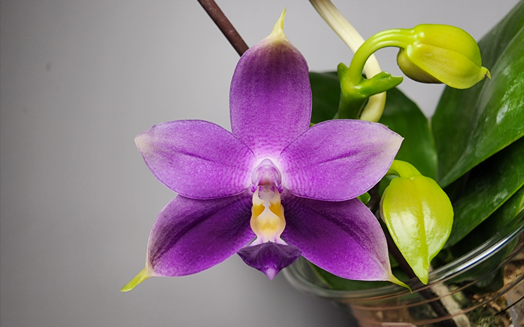 一颗花友分享给我的紫纹蝴蝶兰~ phal violacea var indigo