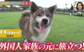 どうぶつピース 搜索结果 哔哩哔哩 Bilibili