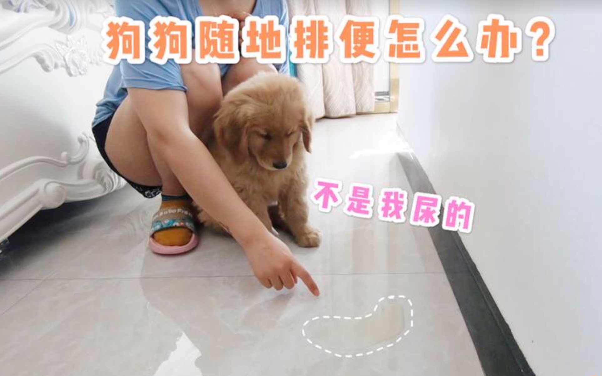 狗子随地大小便怎么办?只要一招就让它学会定点排便,屡试不爽。_哔哩哔哩_bilibili