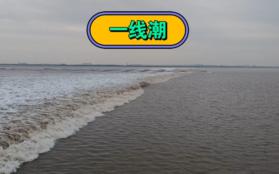 钱塘江大潮之老盐仓一线潮
