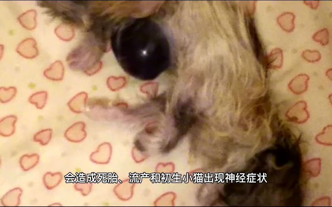 猫瘟的症状与治疗#分享哔哩哔哩bilibili