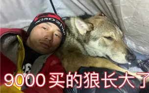 花9000元买的狼长大了。一个月吃2000。顿顿吃肉，养不起了