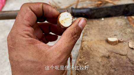 牛大力泡酒首选,十年八年泡不烂!味道依然醇香,不信你试试哔哩哔哩bilibili