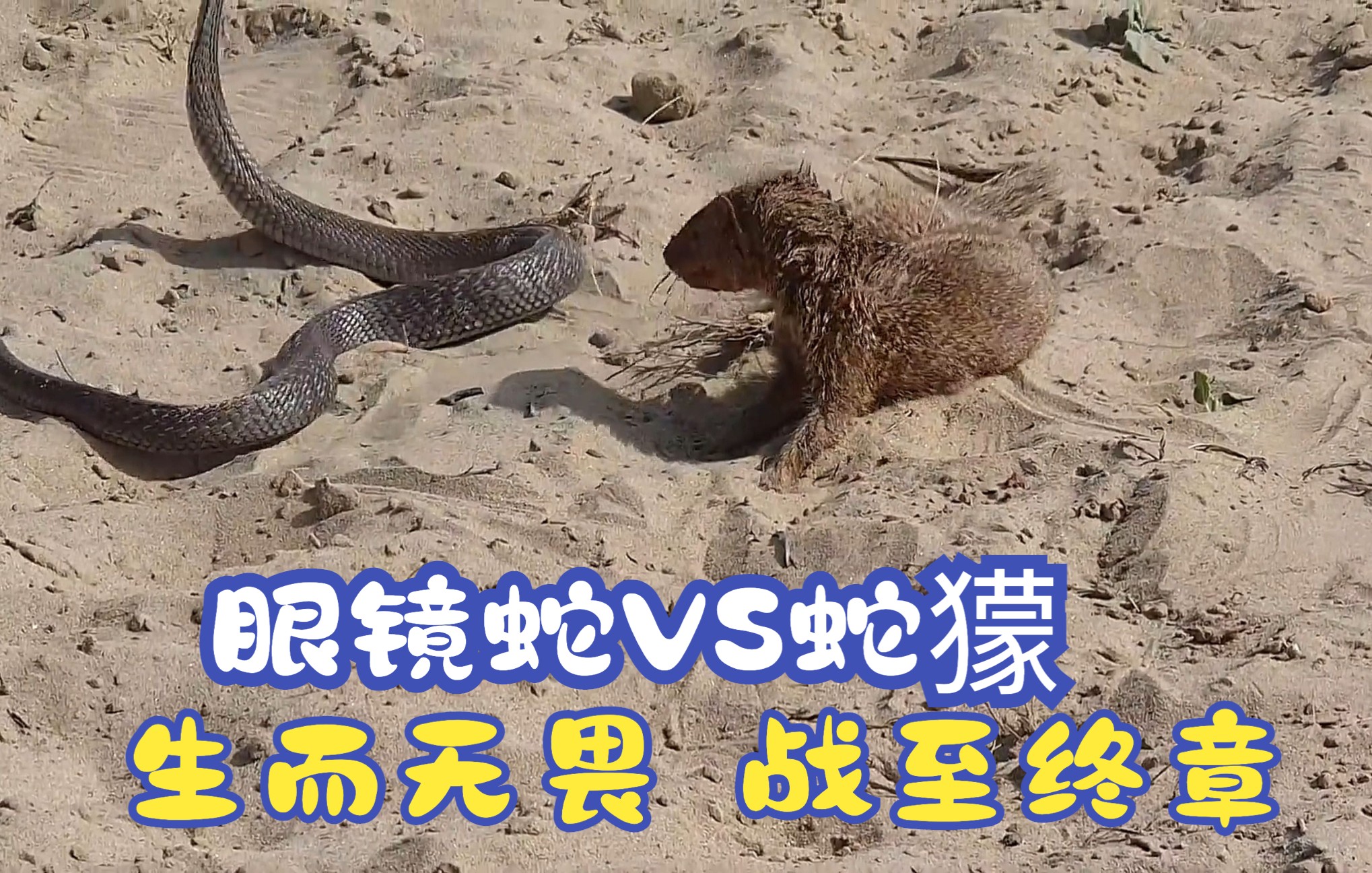 [图]【Steve观世界】蛇獴vs眼镜蛇：生而无畏，战至终章！