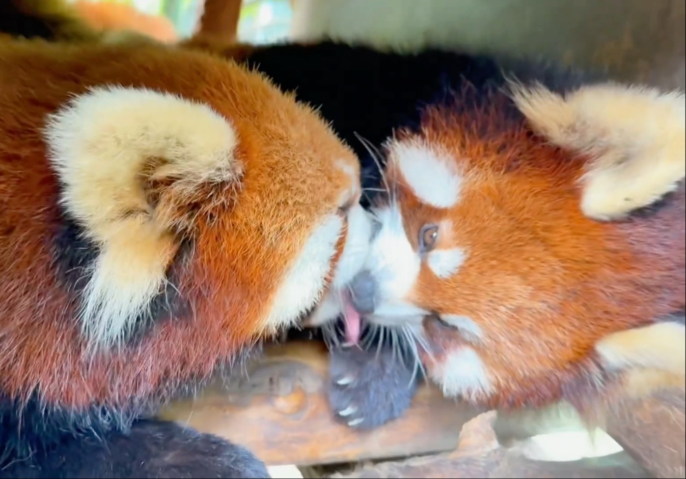 小熊猫咬嘴巴子,交换苹果味