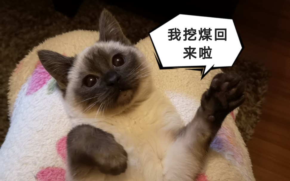 【暹罗猫】小挖煤工真的太可爱啦!一支钢笔就能玩得超嗨