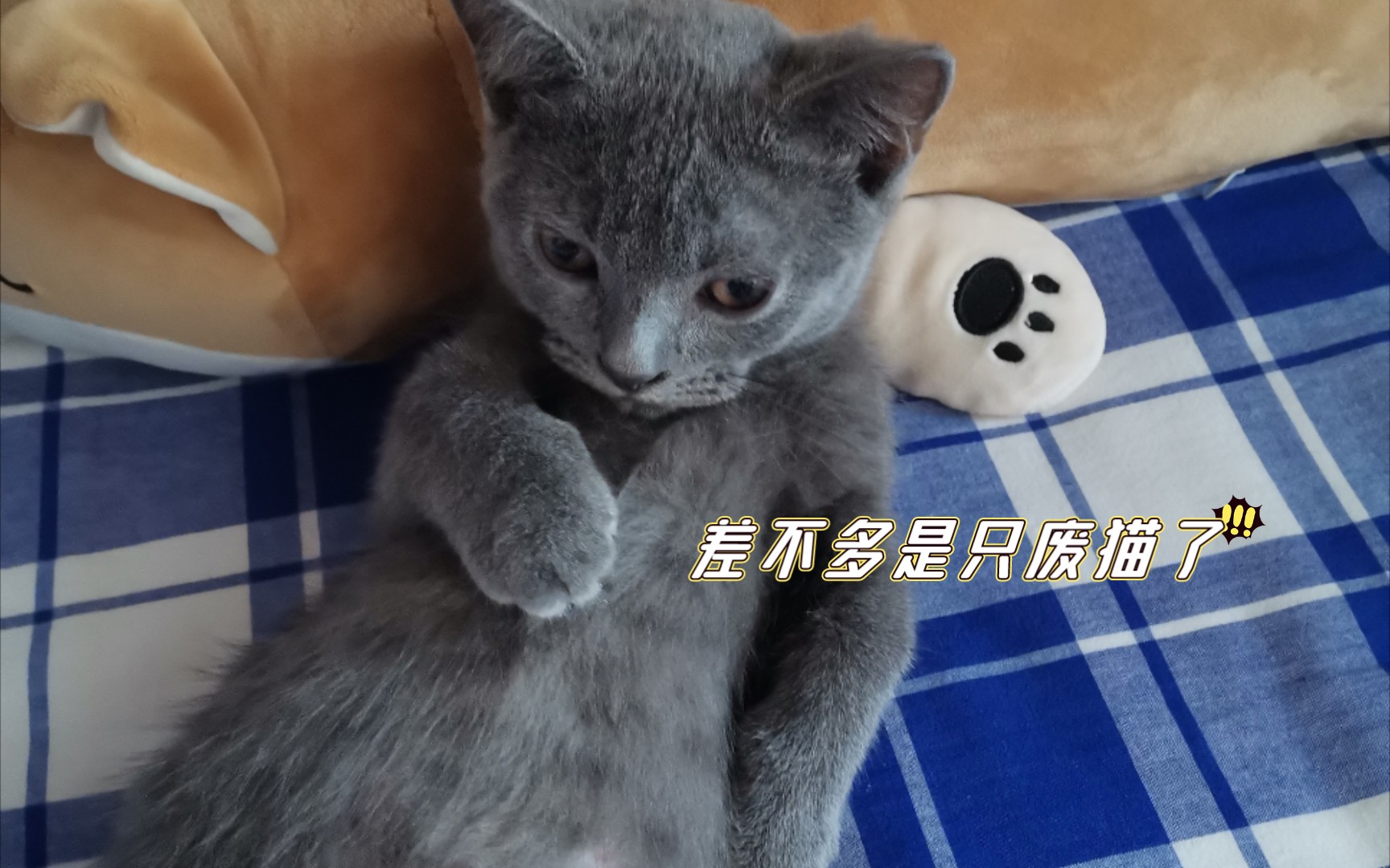 猫咪催眠大作战哔哩哔哩bilibili