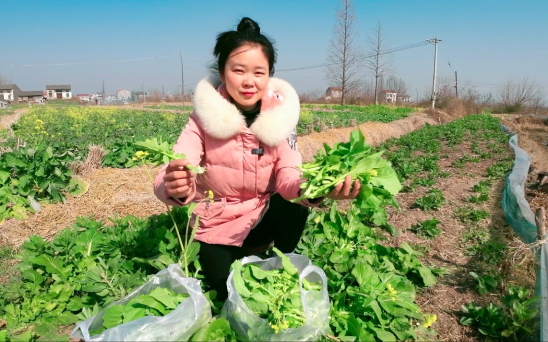 野油菜味道太好,媳妇吃上瘾了,去地里摘了两袋子,下火锅好安逸哔哩哔哩bilibili