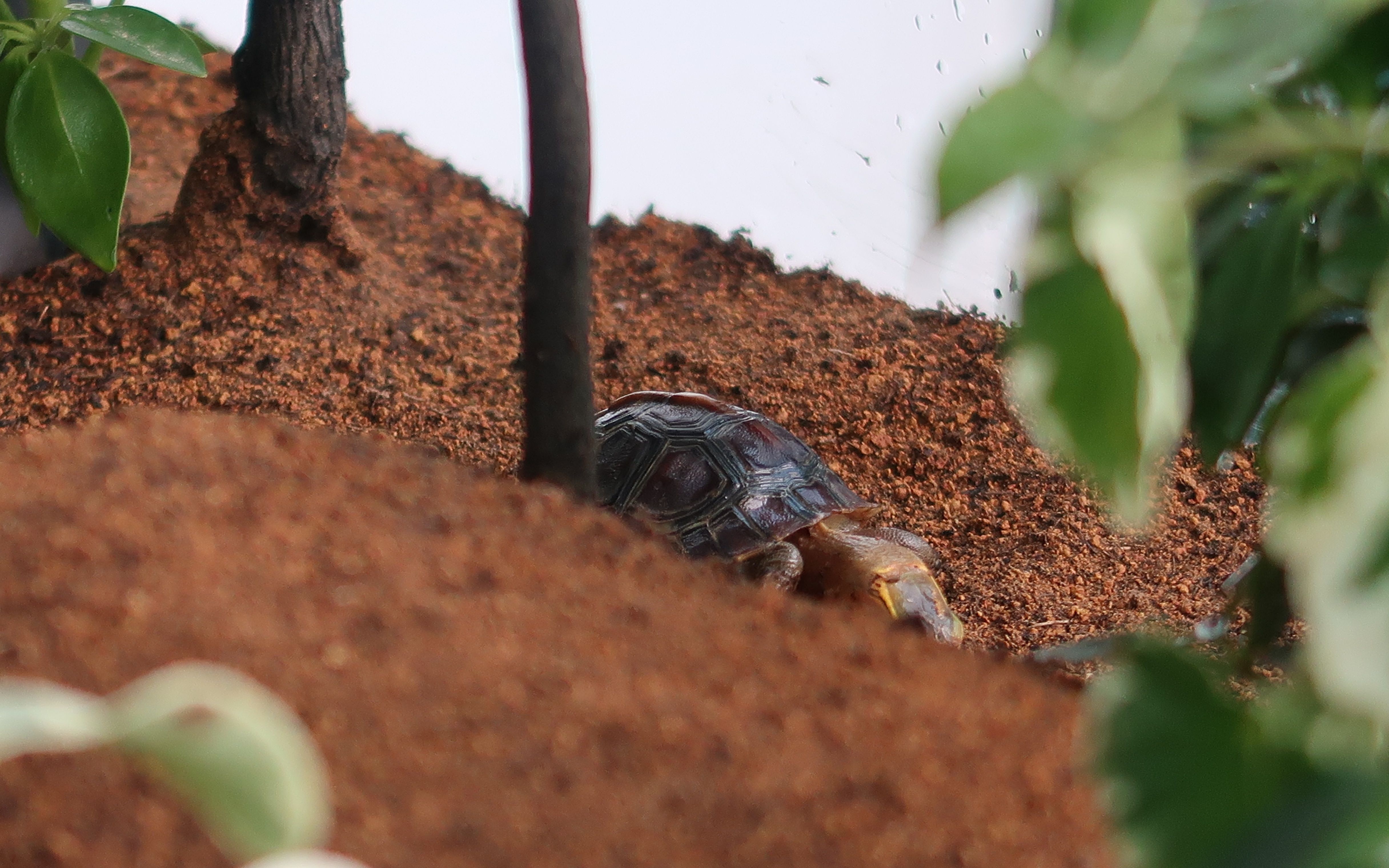 半水龟boxturtle黄缘精养环境篇 如何建立一个"完美"的土结构 ⑧