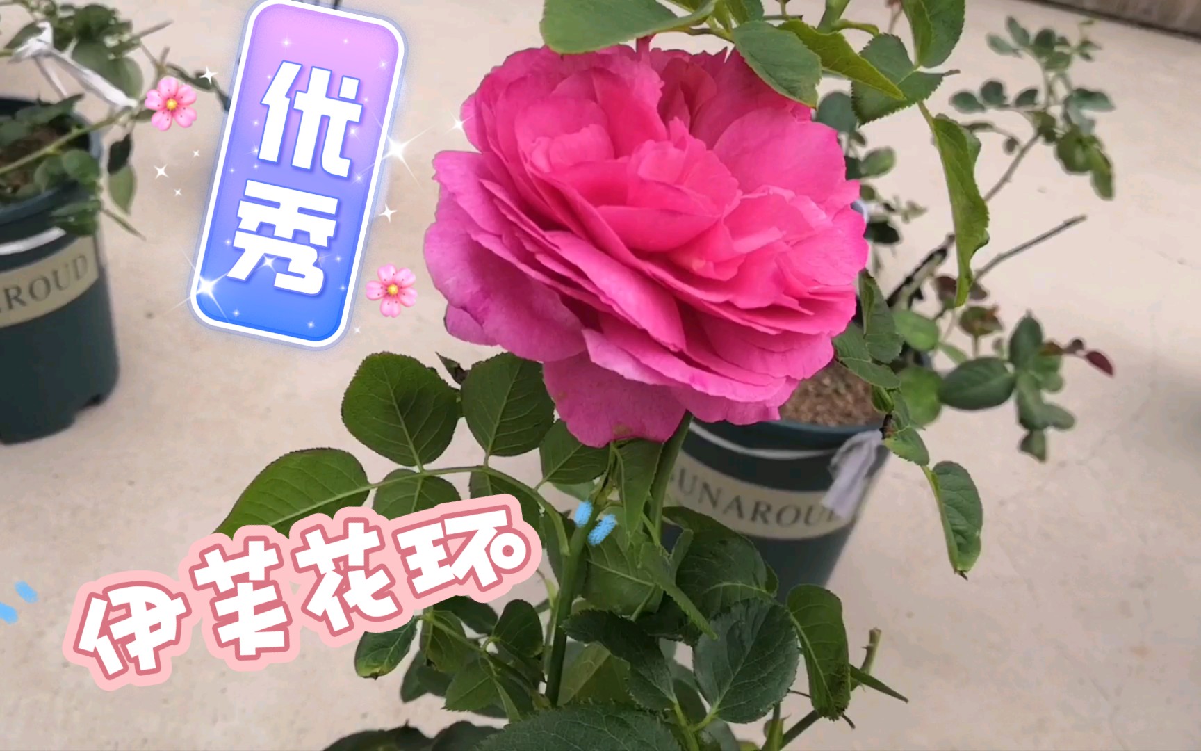 确定不入手一颗伊芙花环?_哔哩哔哩_bilibili