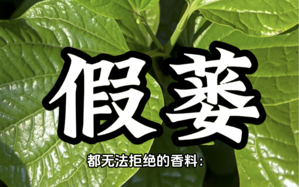 南方特有的香料哔哩哔哩bilibili