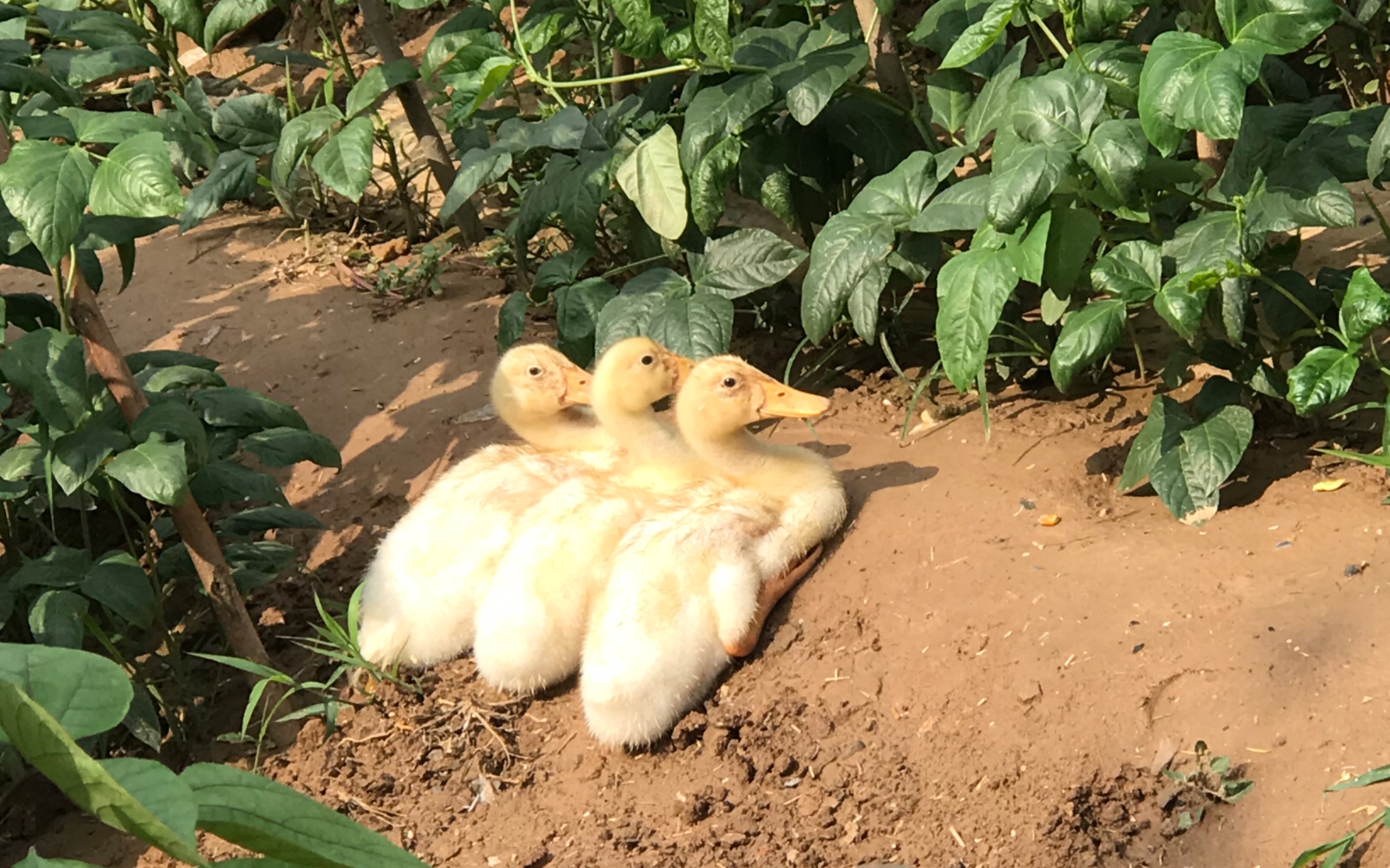 第二十天的鹅… 巨能吃… 哎._哔哩哔哩 (゜-゜)つロ 干杯~-bilibili