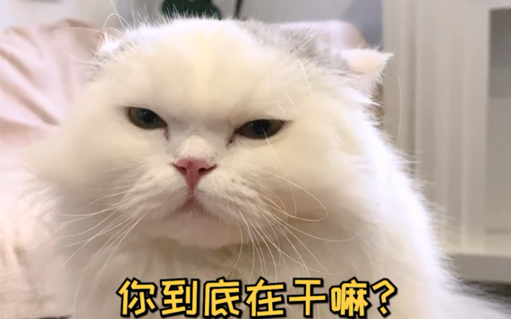 [图]我的小黑猫再也回不来了吗？