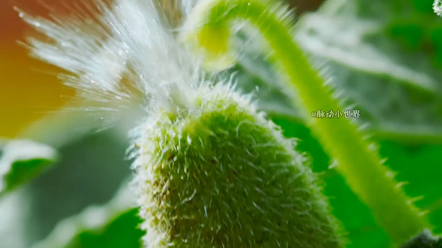 喷瓜:自然界的麻瓜,窜稀界的大咖,植物传播种子究竟能有多奇葩