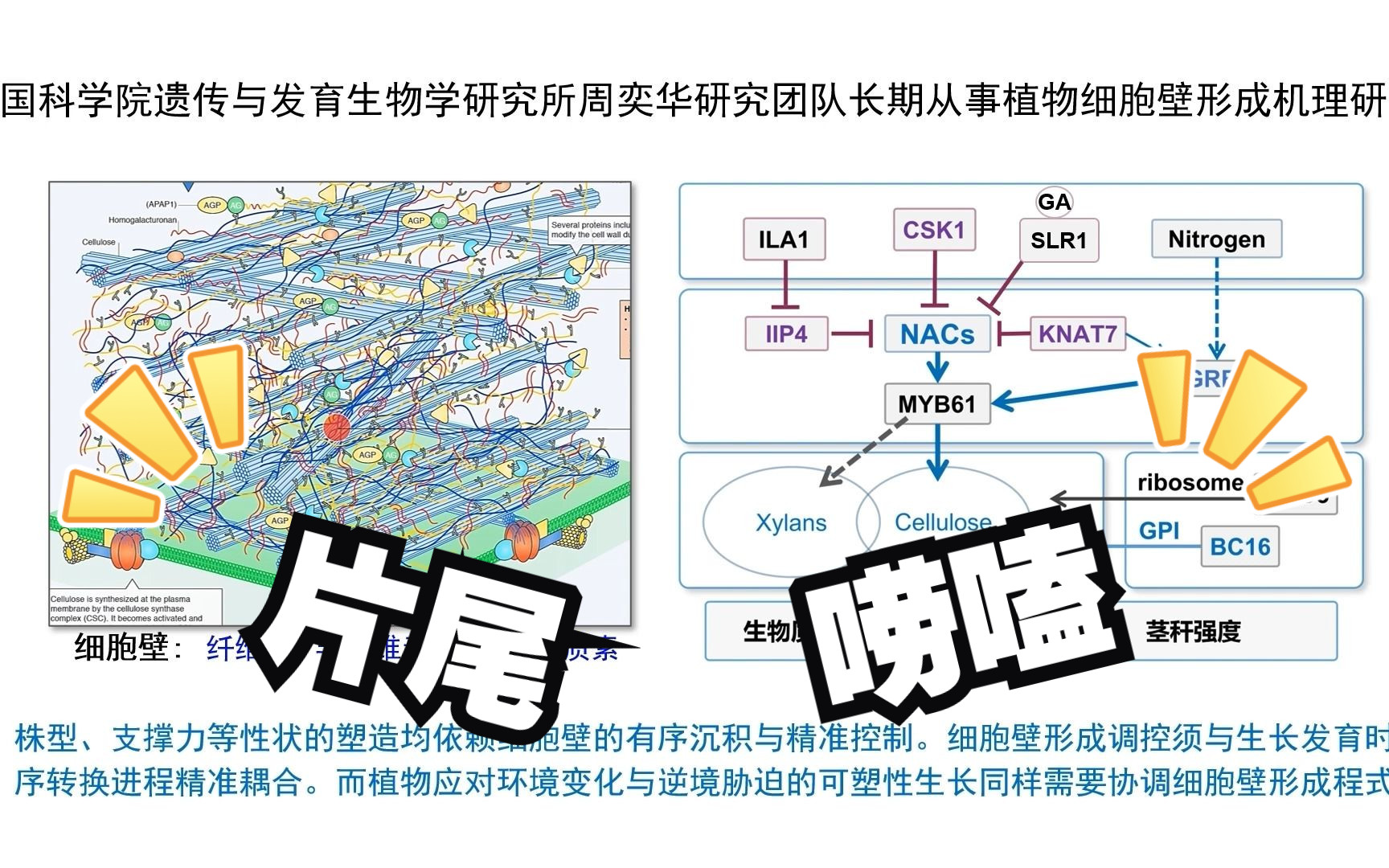 中科院遗传发育所周奕华研究组发现RLCKVND6分子模块精准调控水稻细胞壁形成与适应性生长哔哩哔哩bilibili