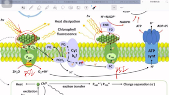 植物光合过程及叶绿素荧光分析基本原理哔哩哔哩bilibili