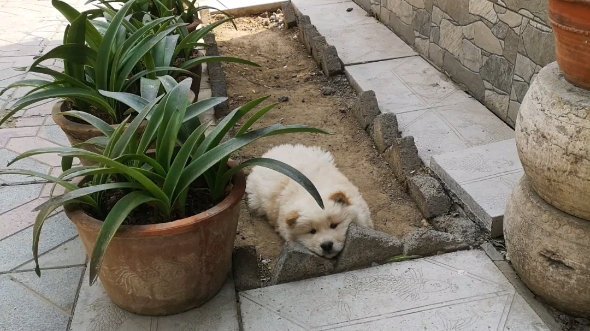 原生松狮犬性格独立,它天生对陌生人较不热情,保持警觉,对主人却十分亲热、忠诚,是十分优秀的护卫犬和伴侣犬,它同时具备了猫的优雅、独立以及狗...