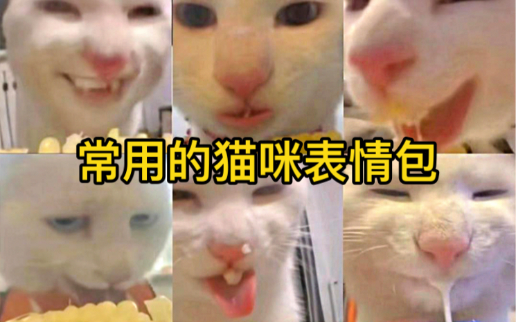 这些猫咪表情包 不会还有人没用过吧?哔哩哔哩bilibili