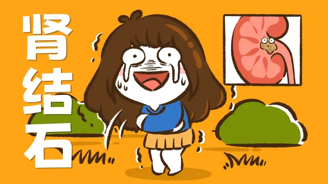 【花小烙】好好的肾里为什么会长出石头?