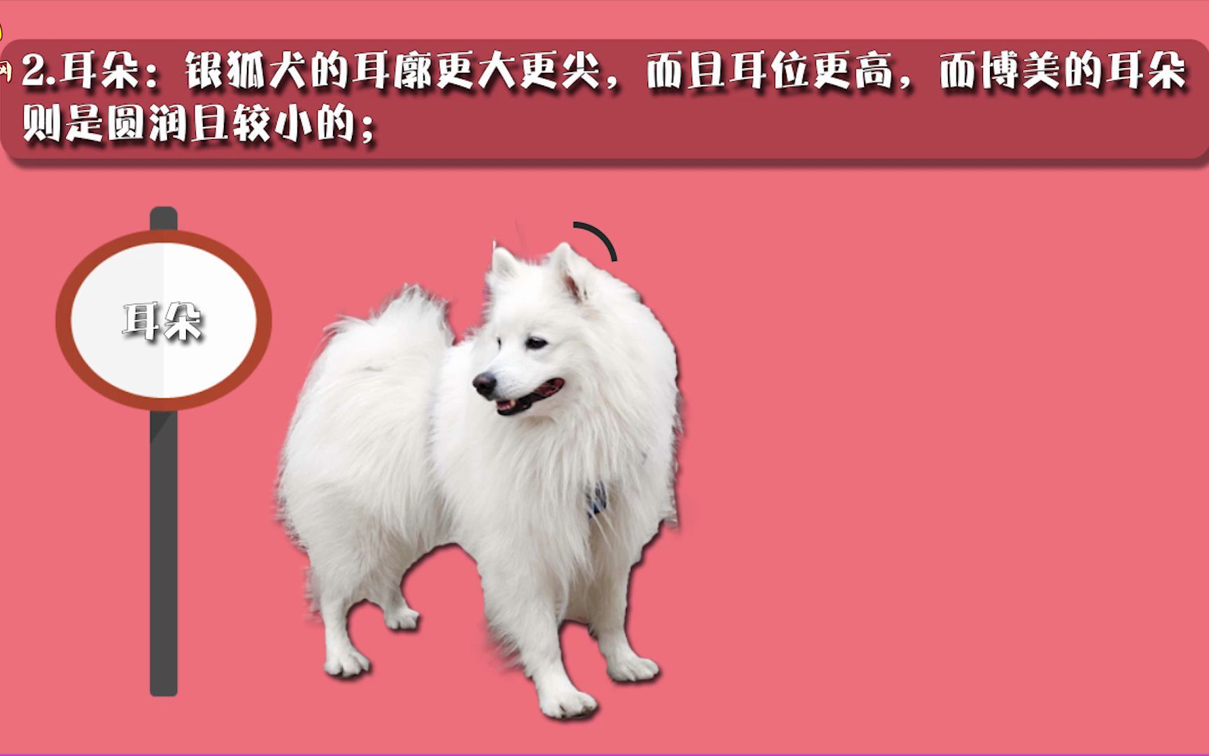 银狐犬和博美的区别哔哩哔哩bilibili