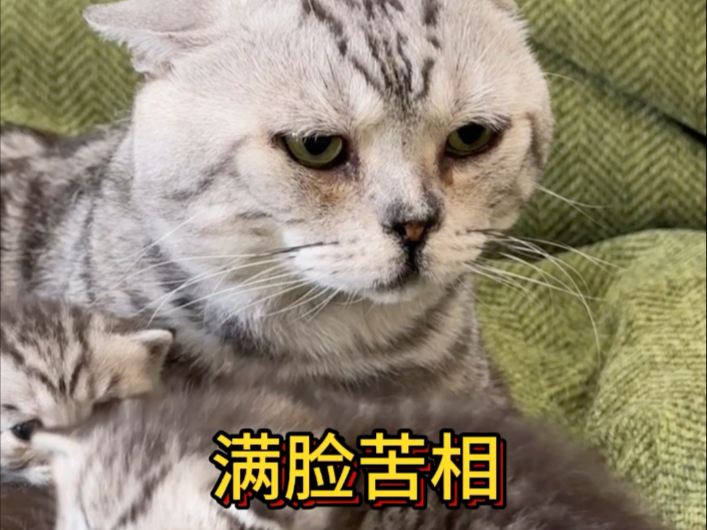 连猫带孩子都满脸苦相