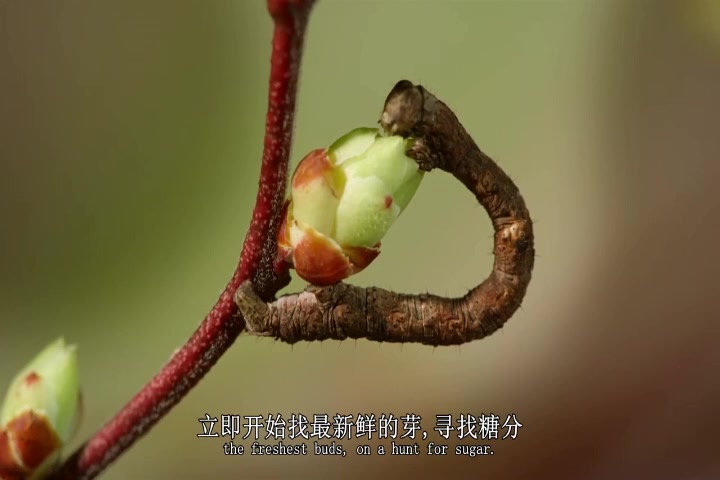 [图]中英文字幕《美国新英格兰的神秘森林 The Mysterious Forests of Newe England》