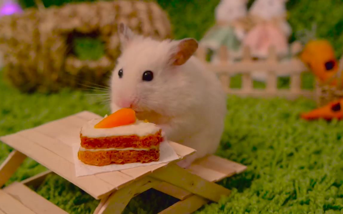 萝卜汉堡 小仓鼠吃起来好可爱_哔哩哔哩 (゜-゜)つロ 干杯~-bilibili