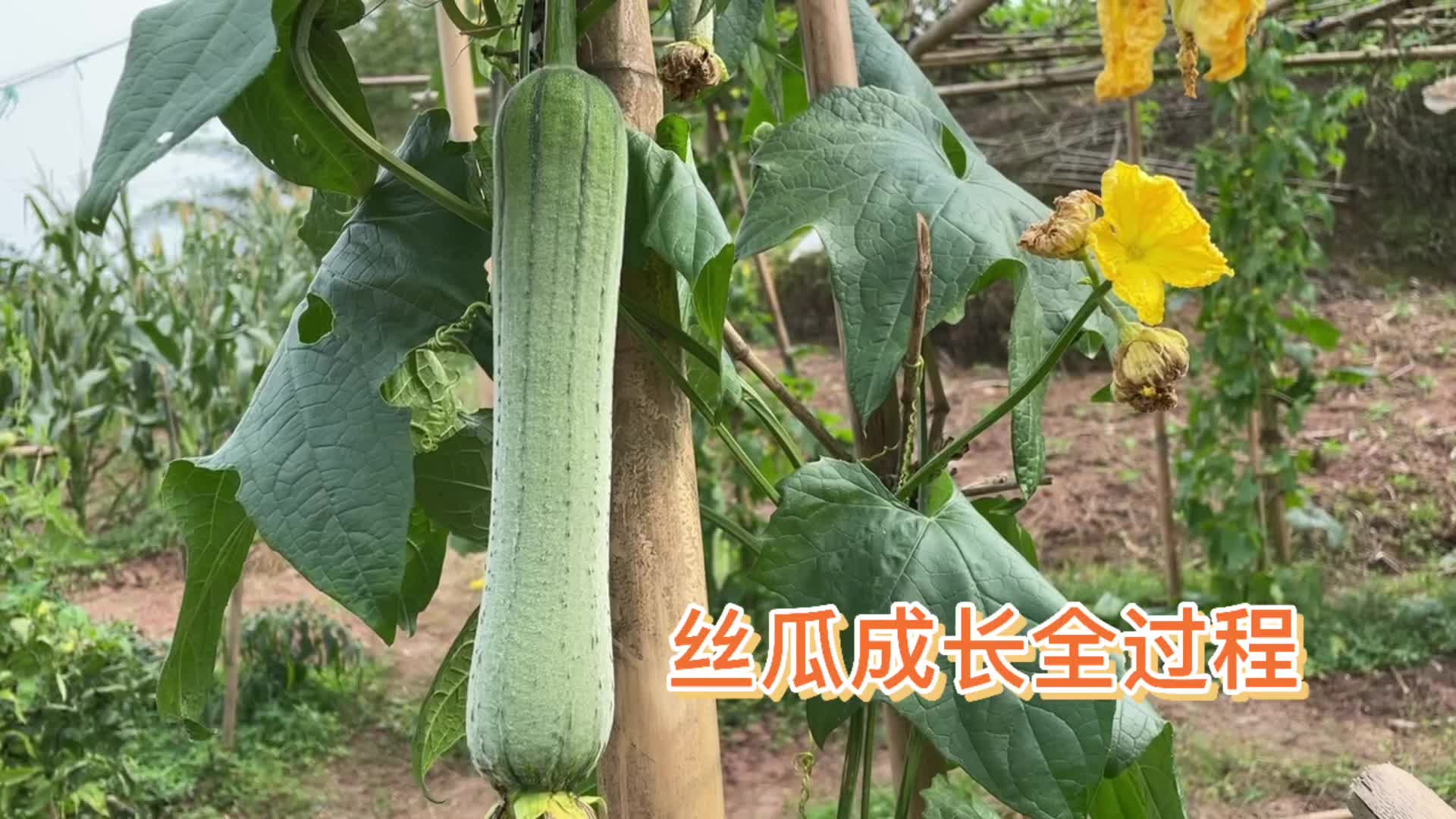 管子哥种植丝瓜生长全过程,育苖,栽种,开花结果,收获,享用哔哩哔哩bilibili