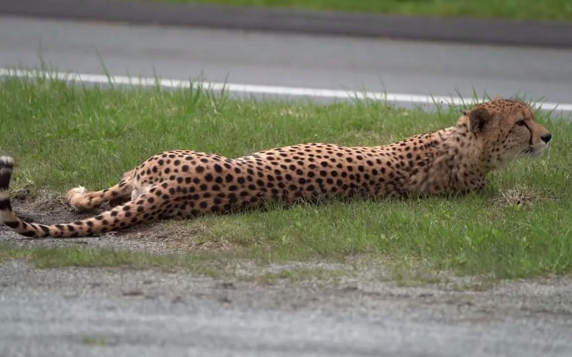 猎豹原地翻滚伸懒腰