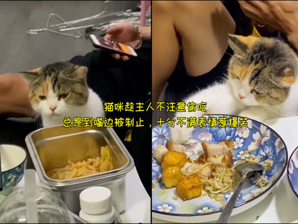 猫咪趁主人不注意偷吃,总是到嘴边被制止,十分不满表情惹爆笑哔哩哔哩bilibili