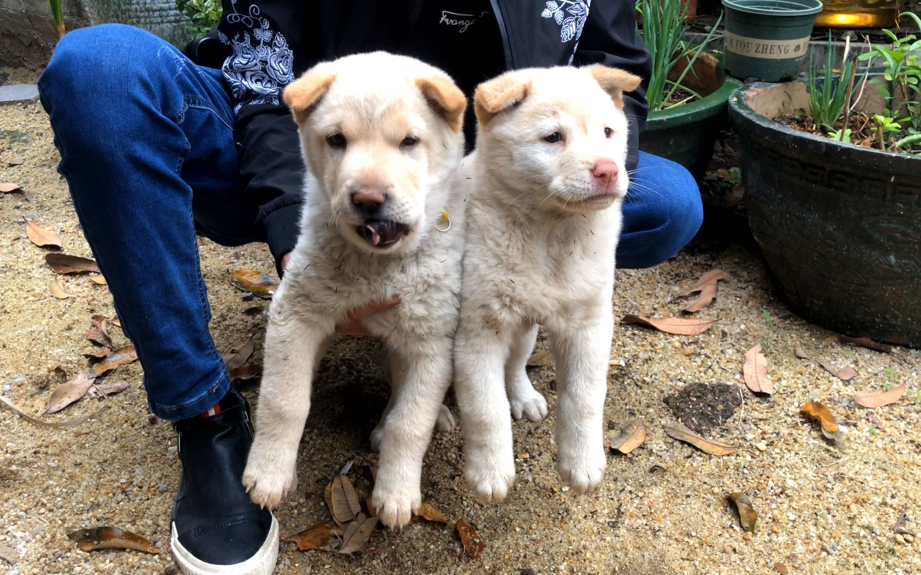 遇上本地的小白毛五红狗,挑了条性格稳又爱粘人的,果断将它带走_哔哩