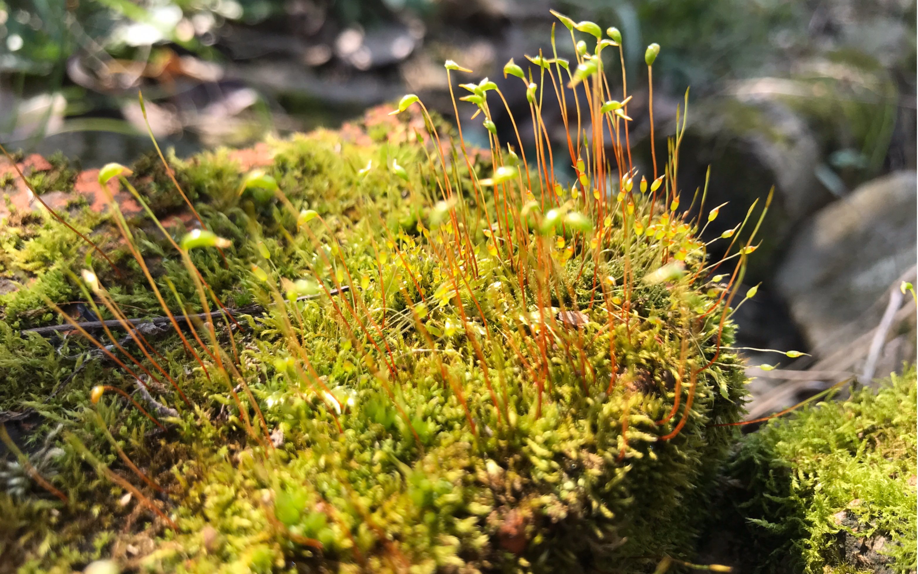 苔藓植物代表植物图片