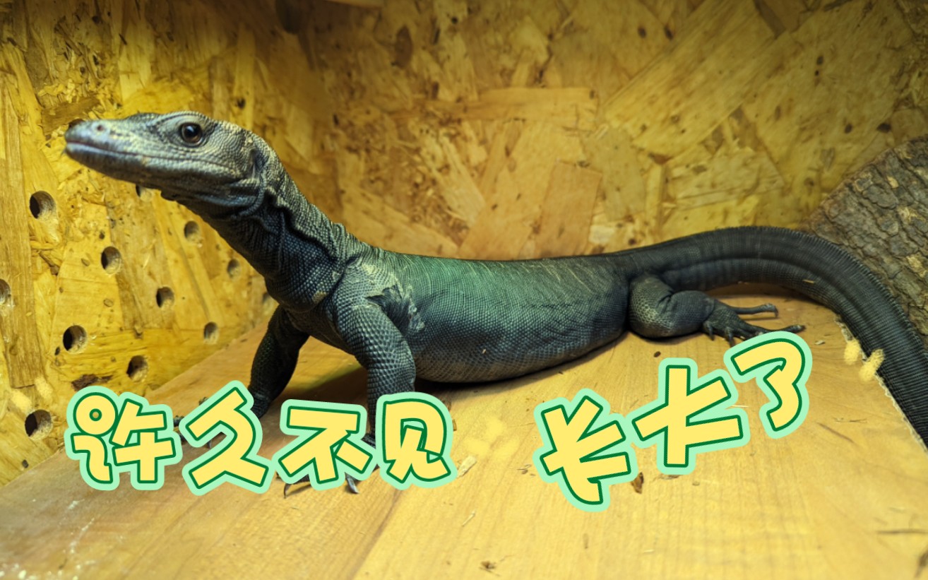 让你们看看黑龙长多大了