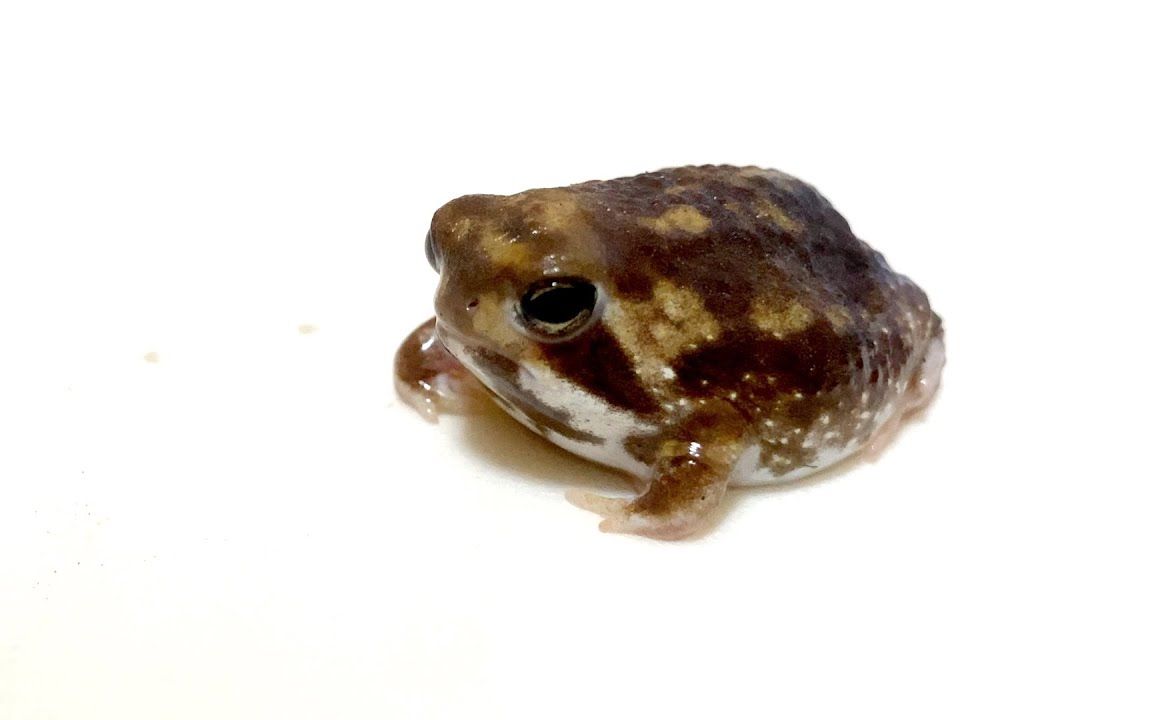 【馒头蛙】逐一介绍蛙儿子278ムーニー78