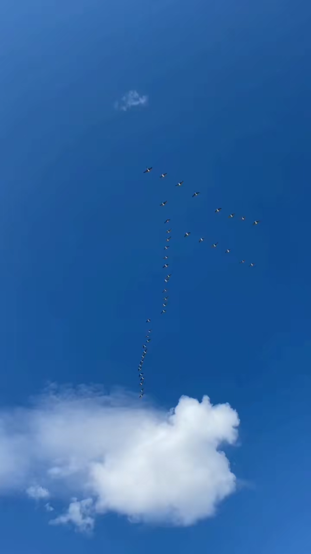 活动  南归的大雁