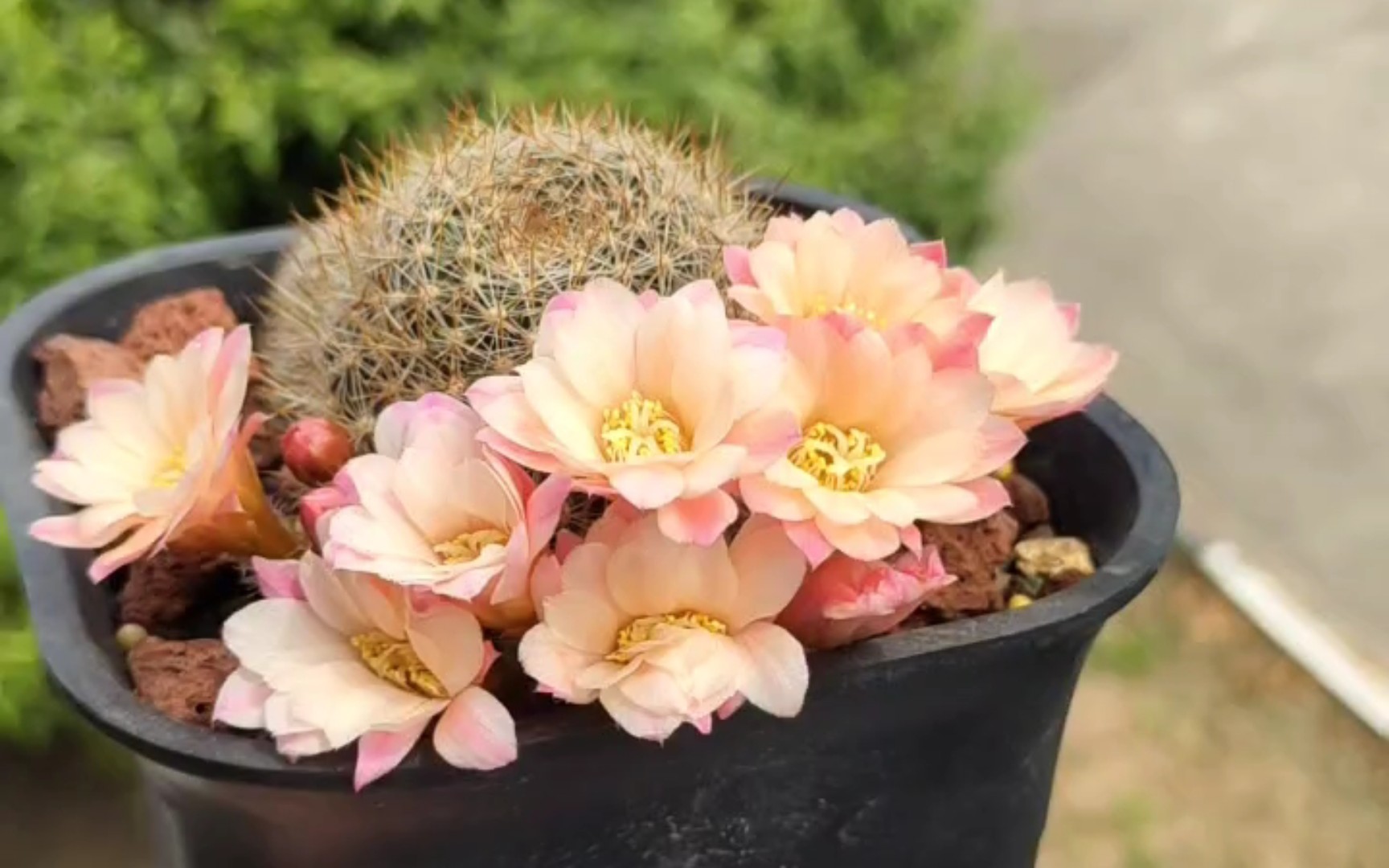 阳台上的花,带刺美少女——宝山仙人球白雪公主10,温柔的杏粉色有种